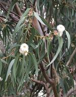 اکالیپتوس گلوبولوس - Eucalyptus Globulus
